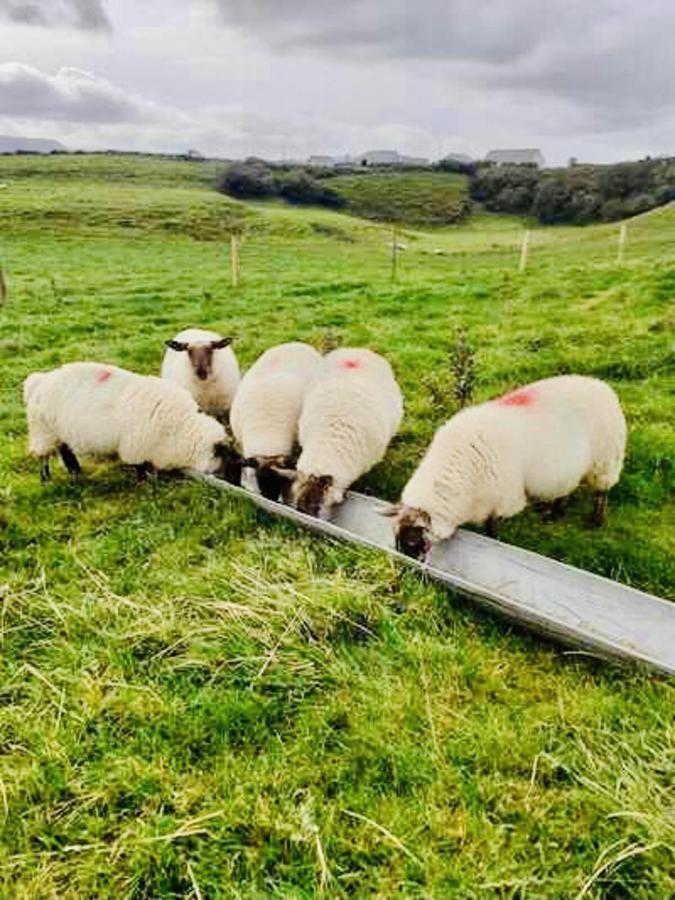 The Snuggly Sheep Shepherd Hut Farm Stay Ballyshannon Exterior foto